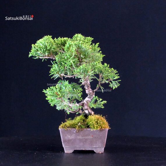 Juniperus Chinensis Itoigawa - immagine 4