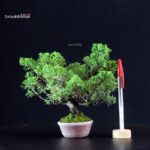 Juniperus Chinensis Itoigawa