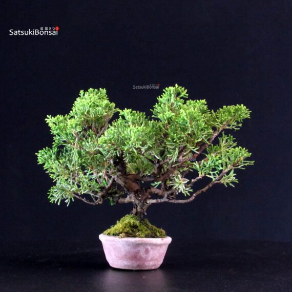 Juniperus Chinensis Itoigawa - immagine 3