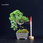 Juniperus Chinensis Itoigawa