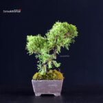Juniperus Chinensis Itoigawa - immagine 2