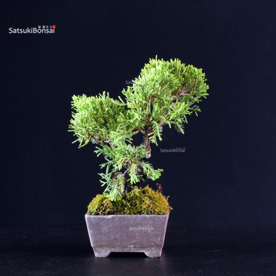 Juniperus Chinensis Itoigawa - immagine 2