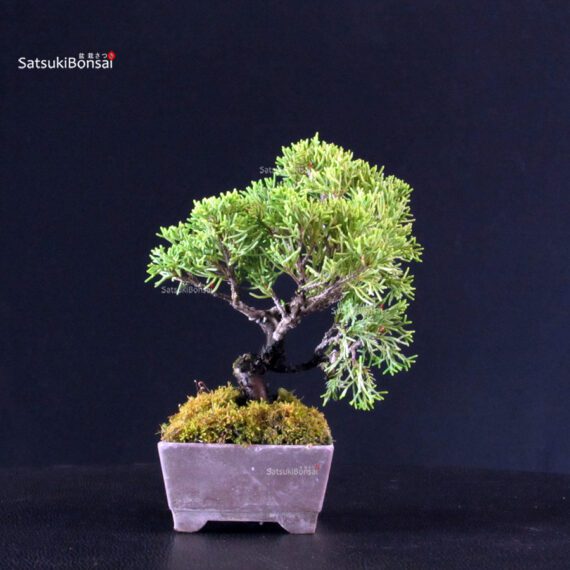 Juniperus Chinensis Itoigawa - immagine 3