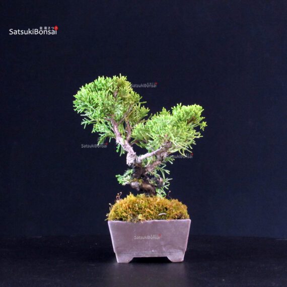 Juniperus Chinensis Itoigawa - immagine 4