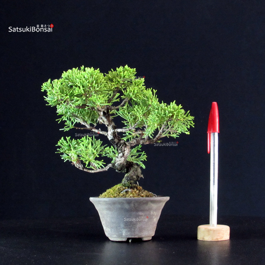 5789_1-Juniperus-chinensis-itoigawa Juniperus Chinensis Itoigawa - immagine 1