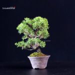 Juniperus Chinensis Itoigawa - immagine 2