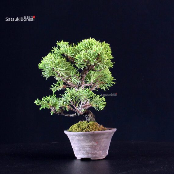 Juniperus Chinensis Itoigawa - immagine 2
