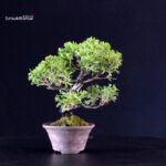 Juniperus Chinensis Itoigawa - immagine 3