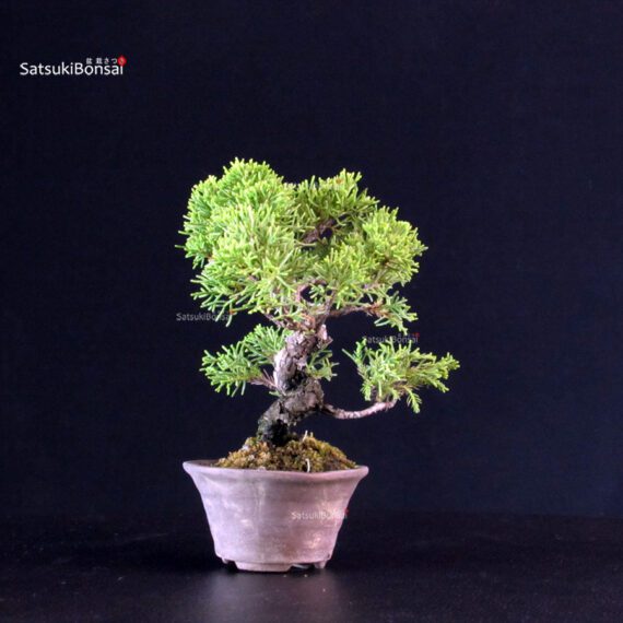 Juniperus Chinensis Itoigawa - immagine 4