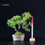 Juniperus Chinensis Itoigawa