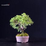 Juniperus Chinensis Itoigawa - immagine 2