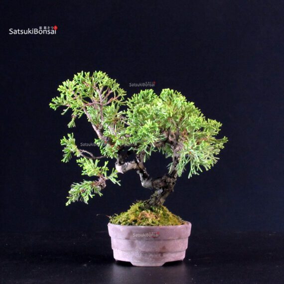 Juniperus Chinensis Itoigawa - immagine 3