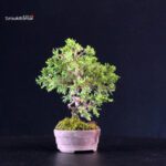 Juniperus Chinensis Itoigawa - immagine 4