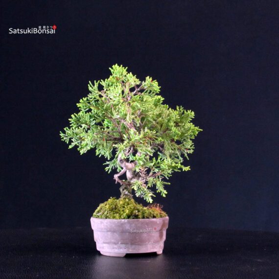 Juniperus Chinensis Itoigawa - immagine 4