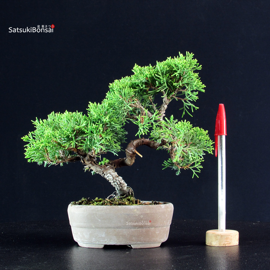 5791_1-Juniperus-chinensis-itoigawa Juniperus Chinensis Itoigawa - immagine 1