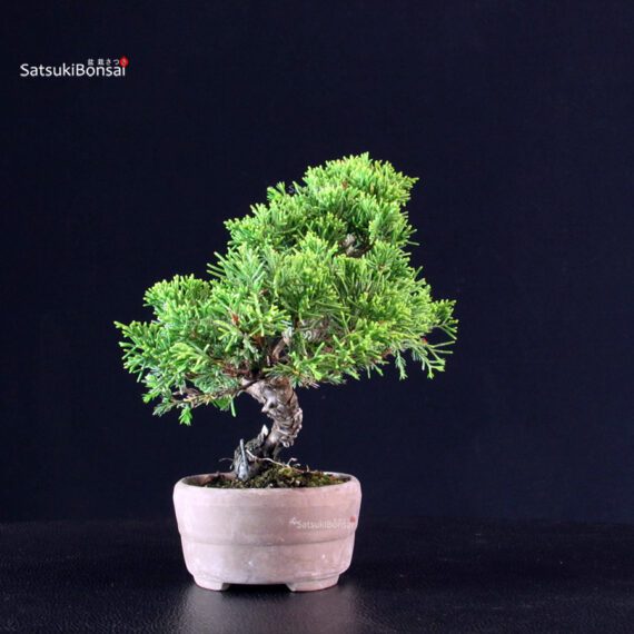 Juniperus Chinensis Itoigawa - immagine 2