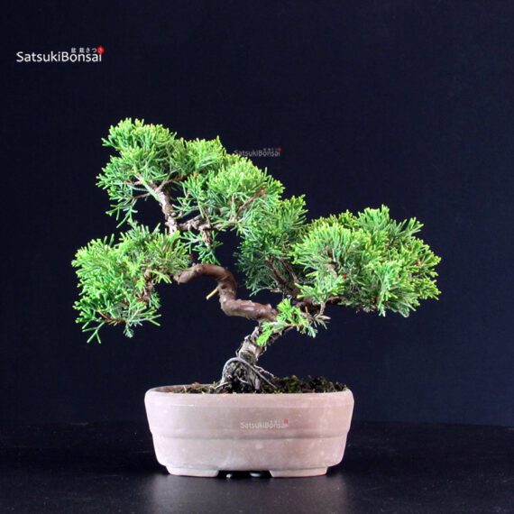 Juniperus Chinensis Itoigawa - immagine 3