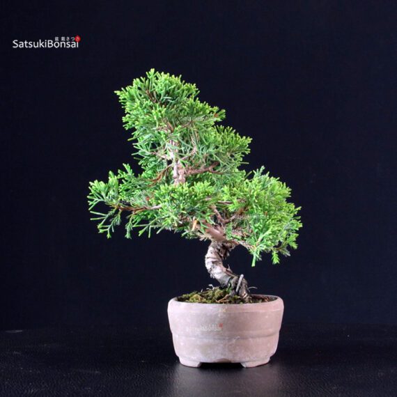 Juniperus Chinensis Itoigawa - immagine 4