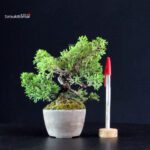Juniperus Chinensis Itoigawa