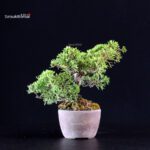 Juniperus Chinensis Itoigawa - immagine 2