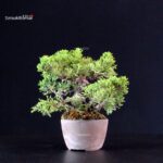 Juniperus Chinensis Itoigawa - immagine 3