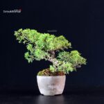 Juniperus Chinensis Itoigawa - immagine 4