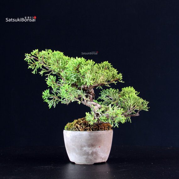 Juniperus Chinensis Itoigawa - immagine 4