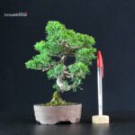 Juniperus Chinensis Itoigawa