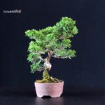 Juniperus Chinensis Itoigawa - immagine 2