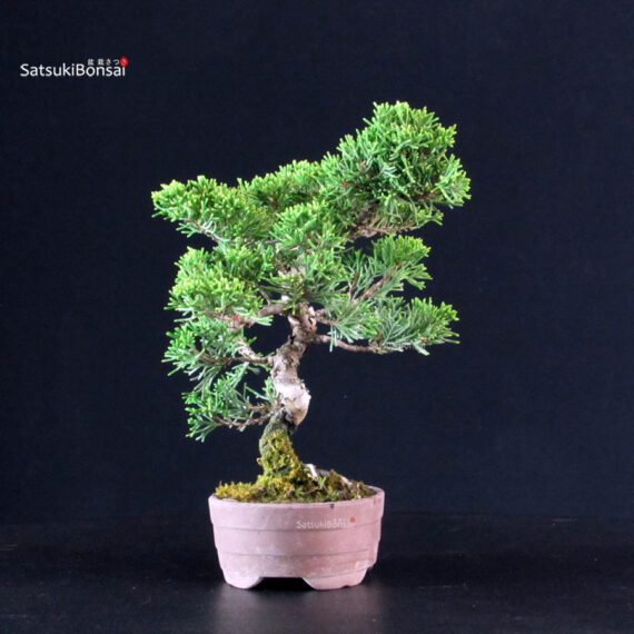 Juniperus Chinensis Itoigawa - immagine 2