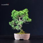 Juniperus Chinensis Itoigawa - immagine 3