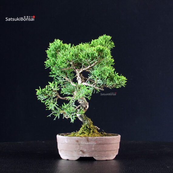 Juniperus Chinensis Itoigawa - immagine 3
