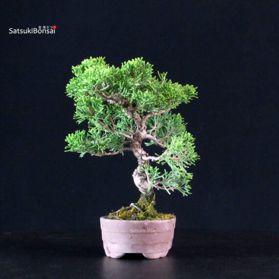 Juniperus Chinensis Itoigawa - immagine 4