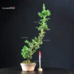 Cryptomeria Japonica