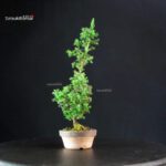 Cryptomeria Japonica - immagine 2