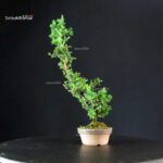 Cryptomeria Japonica - immagine 3
