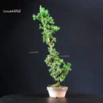 Cryptomeria Japonica - immagine 4