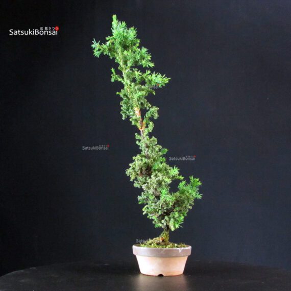 Cryptomeria Japonica - immagine 4