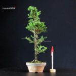 Cryptomeria Japonica