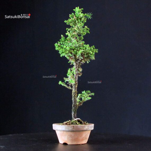 Cryptomeria Japonica - immagine 2