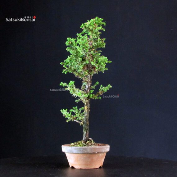 Cryptomeria Japonica - immagine 3