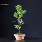 Cryptomeria Japonica - immagine 4