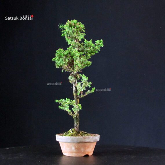 Cryptomeria Japonica - immagine 4