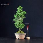 Cryptomeria Japonica