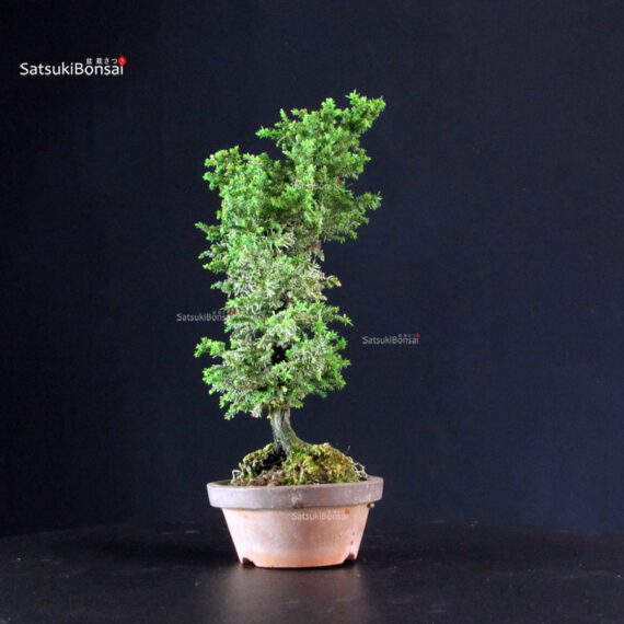 Cryptomeria Japonica - immagine 2