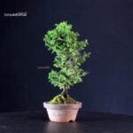 Cryptomeria Japonica - immagine 3