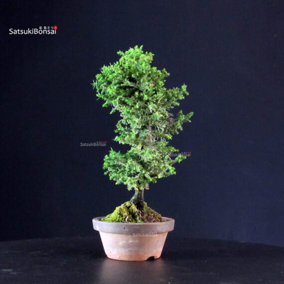 Cryptomeria Japonica - immagine 3