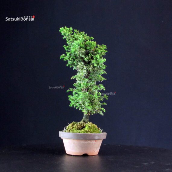 Cryptomeria Japonica - immagine 4