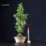 Cryptomeria Japonica