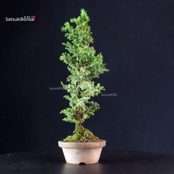 Cryptomeria Japonica - immagine 2